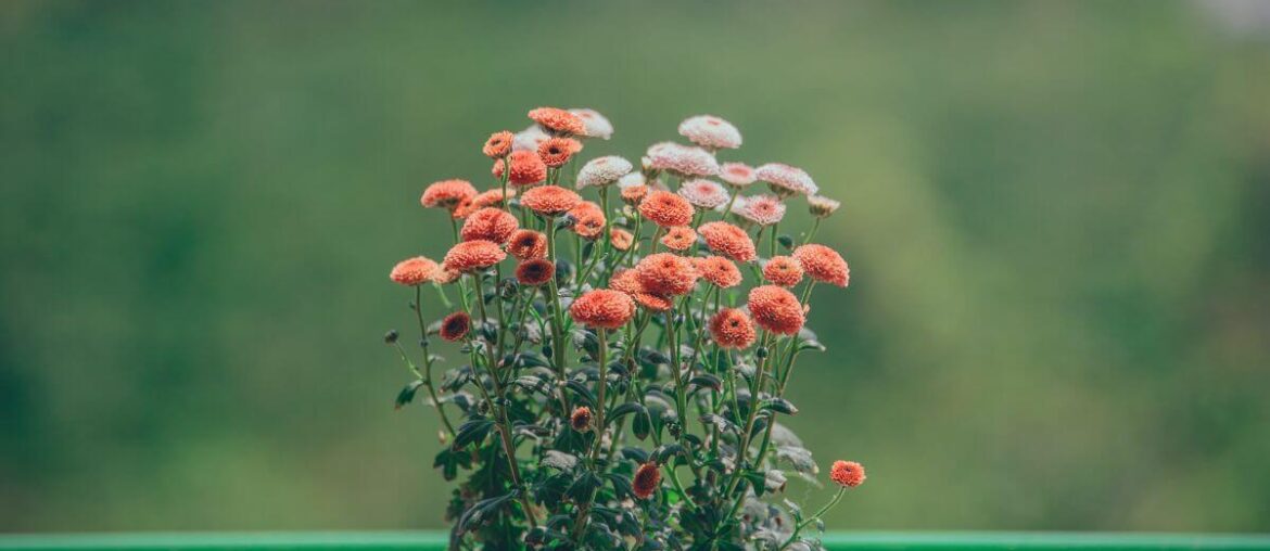 self care tips to become a better version of you | reminders with love