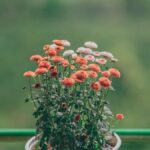 self care tips to become a better version of you | reminders with love
