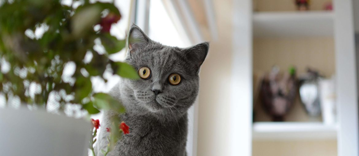 Cat affirmations for self love - Reminders With Love