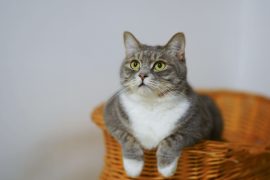 10 Heartwarming Cat Quotes for Daily Positivity Cat quotes for daily positivity - Reminders With Love