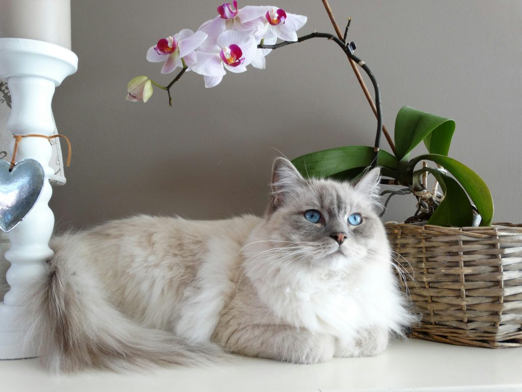 Cats and the Art of Living in the Moment