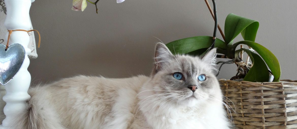 Cats and the Art of Living in the Moment