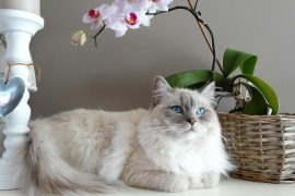 Cats and the Art of Living in the Moment Cats and the Art of Living in the Moment