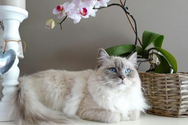 Cats and the Art of Living in the Moment Cats and the Art of Living in the Moment