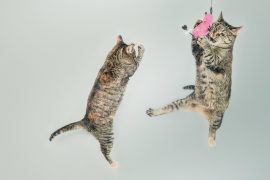 Hilarious Ways Cats Make Us Laugh