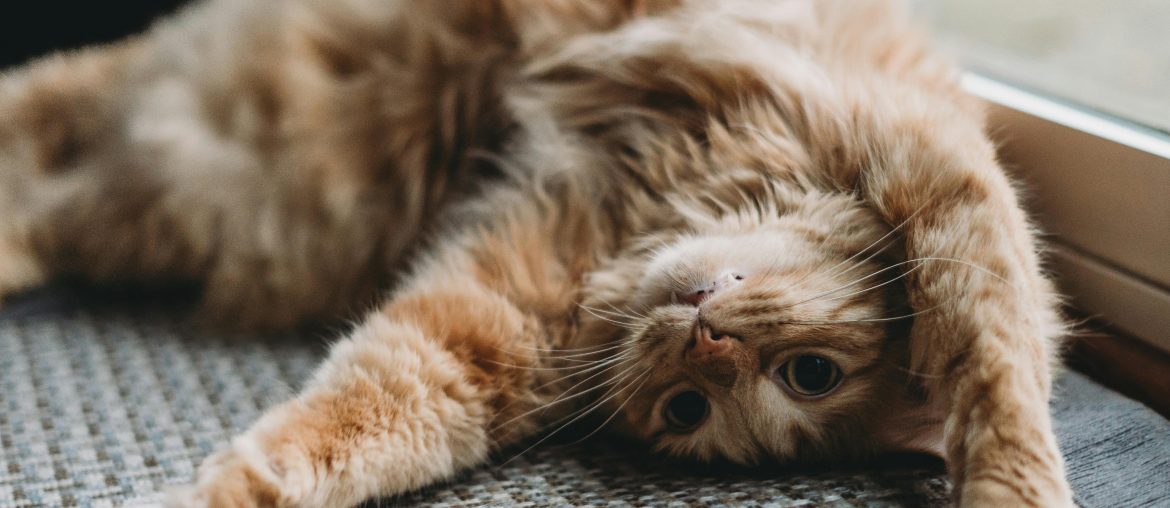 How Cats Help Us Practice Patience and Kindness