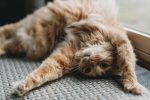 How Cats Help Us Practice Patience and Kindness
