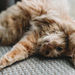 How Cats Help Us Practice Patience and Kindness