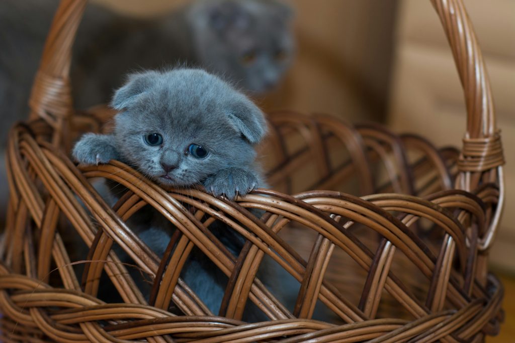 How Cats Help Us Practice Self-Love