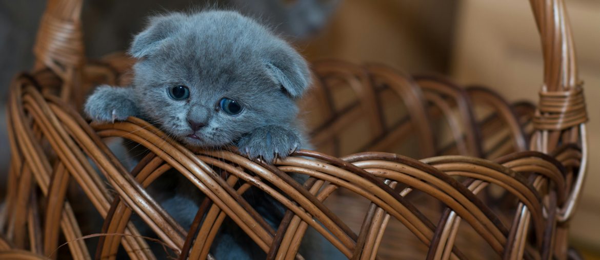 How Cats Help Us Practice Self-Love