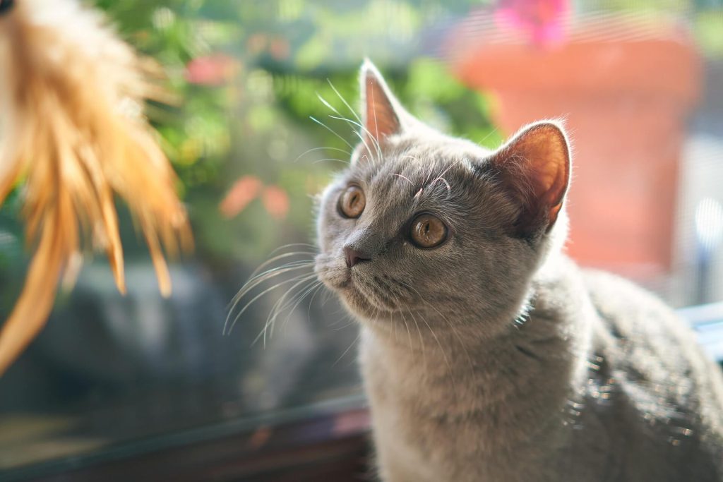 How cats promote emotional wellbeing and reduce stress - Reminders with love