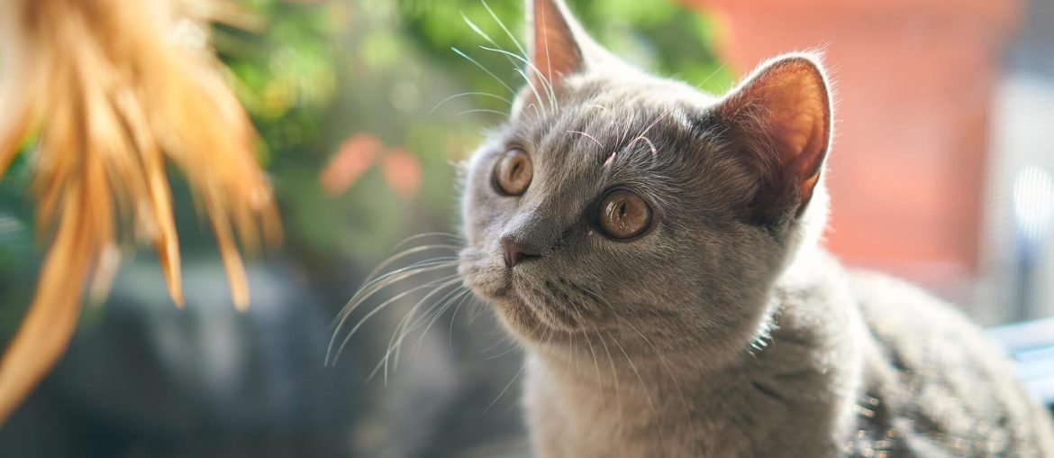 How cats promote emotional wellbeing and reduce stress - Reminders with love