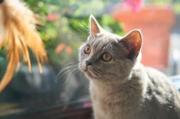 How cats promote emotional wellbeing and reduce stress - Reminders with love