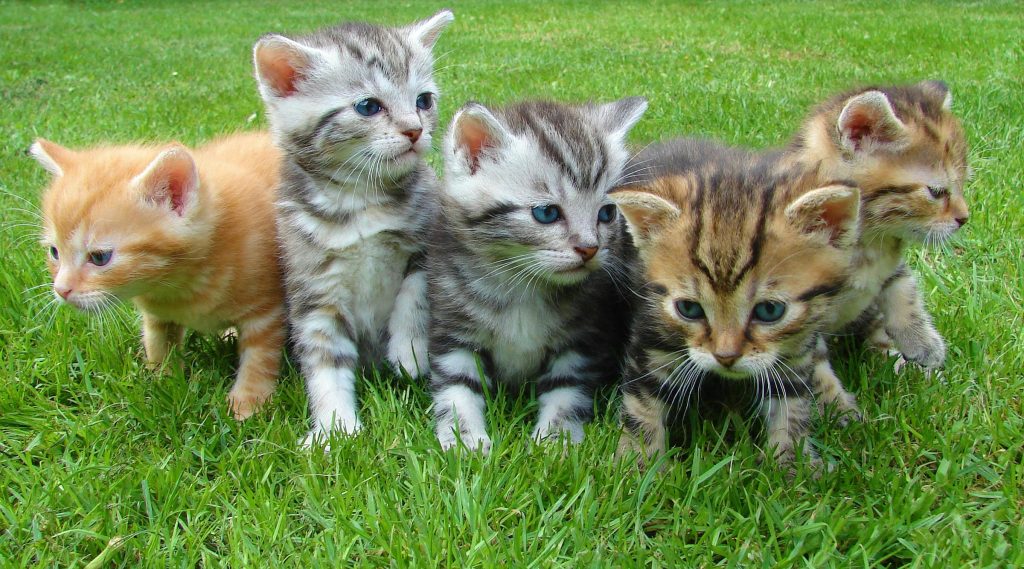 Lessons We Can Learn from Cats