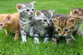 7 Lessons We Can Learn from Cats Lessons We Can Learn from Cats