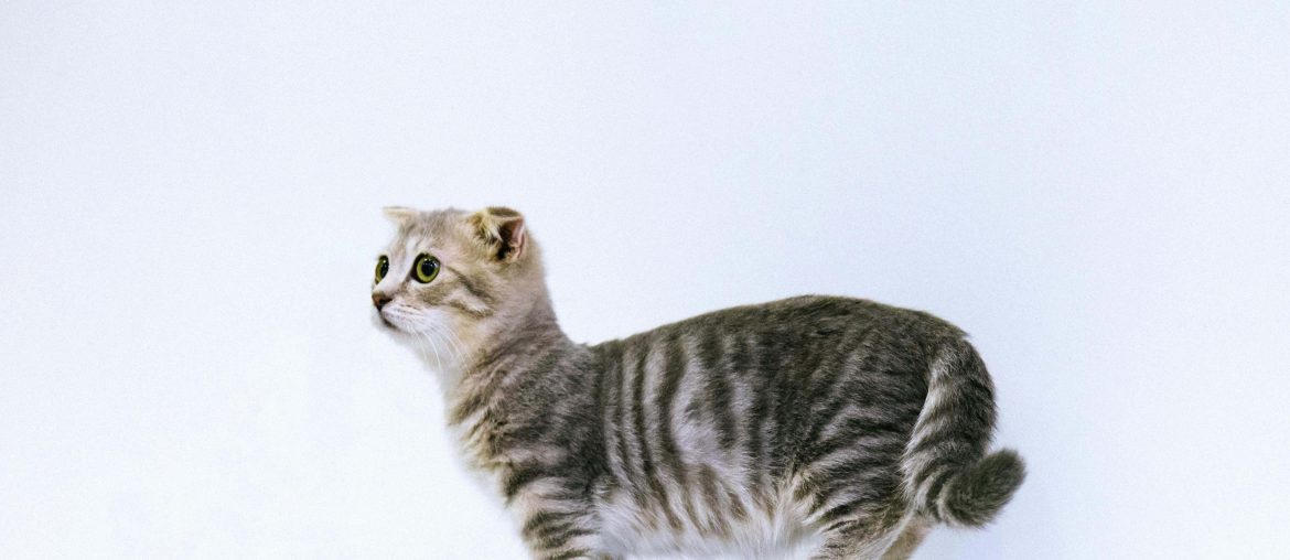 Little reminders to show your cat love - Reminders With Love