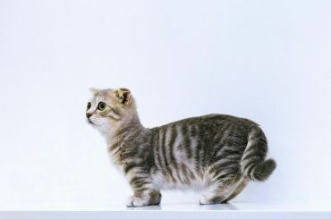 15 Little Reminders to Show Your Cat Love Every Day Little reminders to show your cat love - Reminders With Love