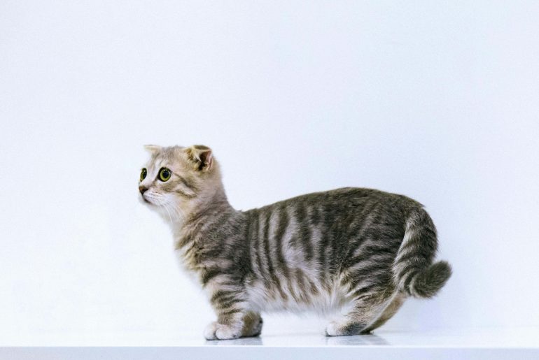 15 Little Reminders to Show Your Cat Love Every Day Little reminders to show your cat love - Reminders With Love