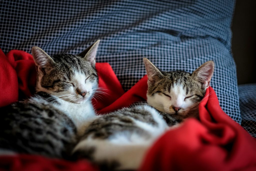 Ways Cats Show Affection and Teach Us to Love