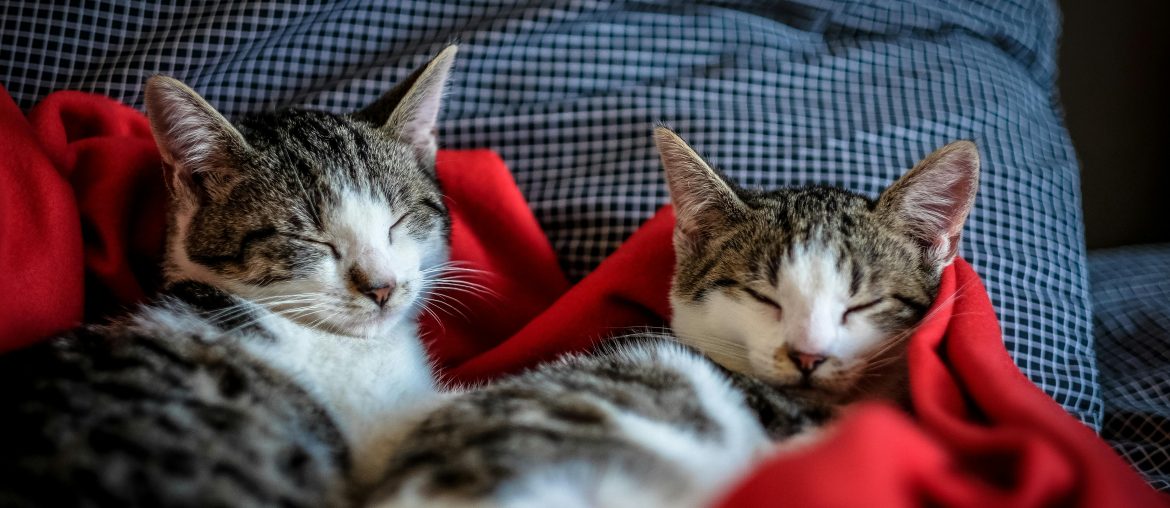 Ways Cats Show Affection and Teach Us to Love