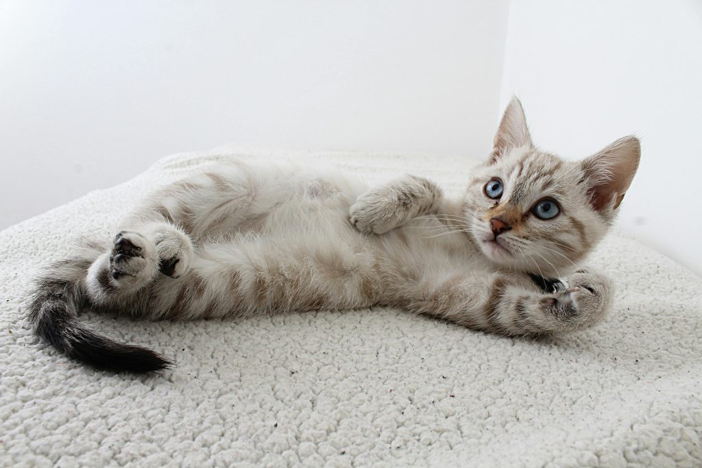 Why Cats Are the Perfect Self-Care Companions