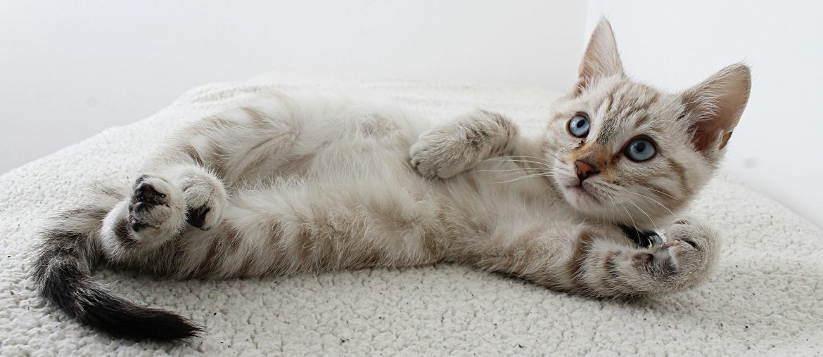 Why Cats Are the Perfect Self-Care Companions