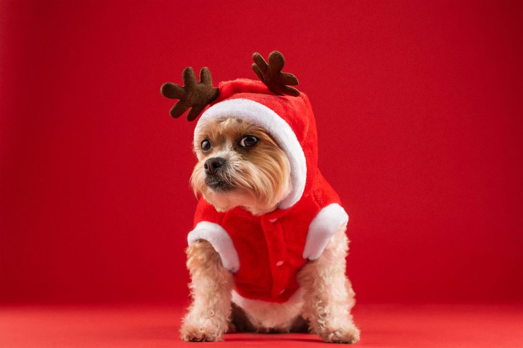 Cute Animal Christmas Wallpapers for a Cheerful Touch