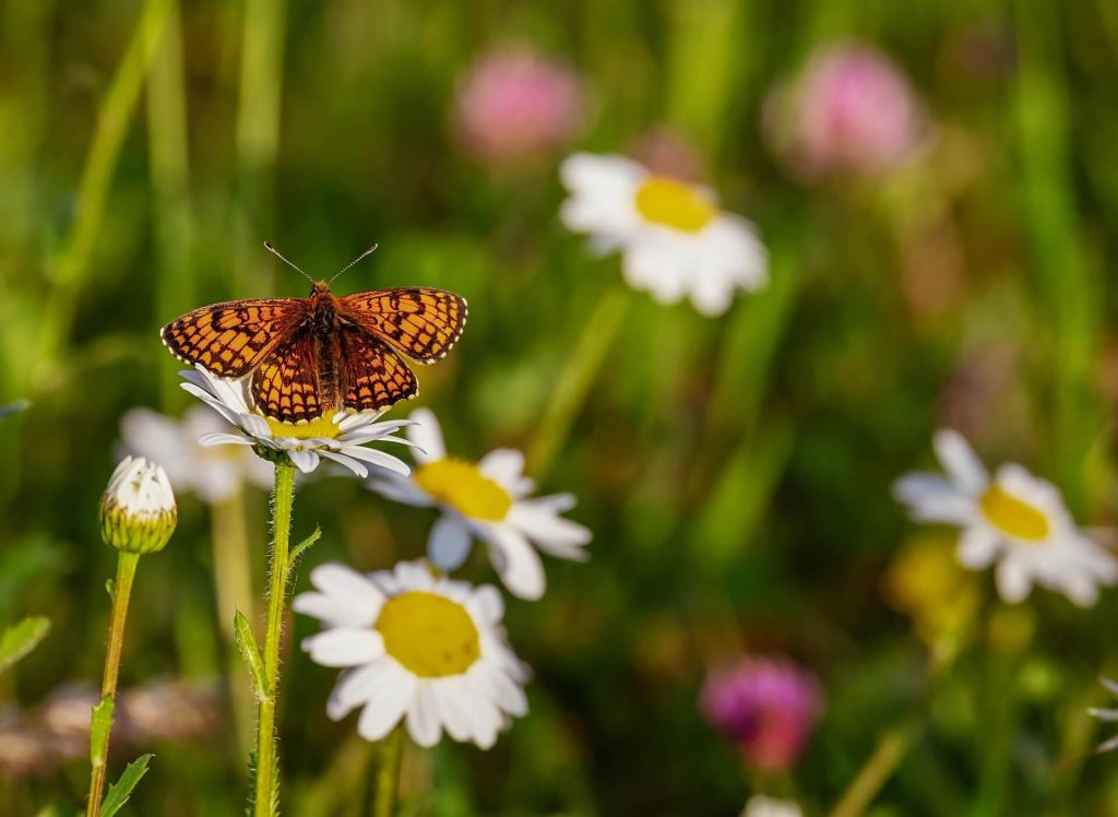 Reminders with Love to Heal and Help You Find Peace