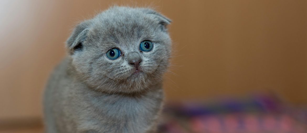 Inspirational Cat Quotes