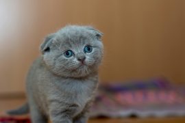 21 Inspirational Cat Quotes to Brighten Your Day Inspirational Cat Quotes